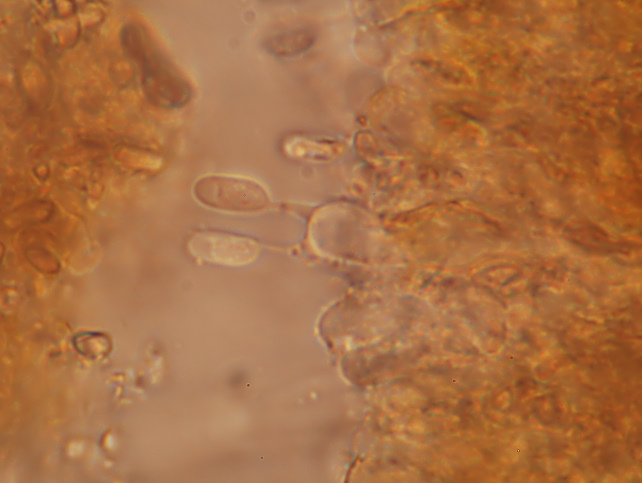 Phlebia subochracea